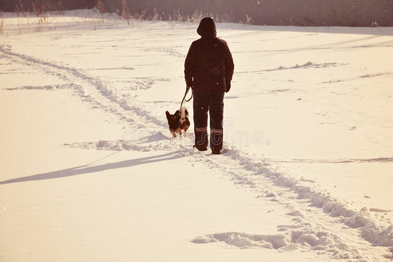 Om cu fața în sus mers pe jos cu corgie stock image
