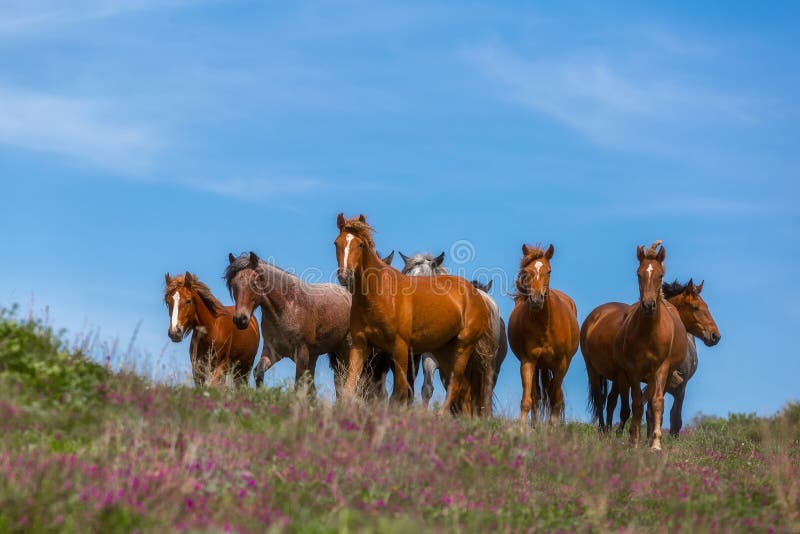 Om de wind te ontmoeten stock foto's Om de wind te ontmoeten stock foto's