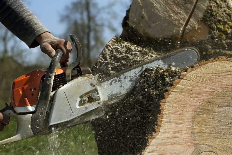 Om taie un copac căzut. stock photos