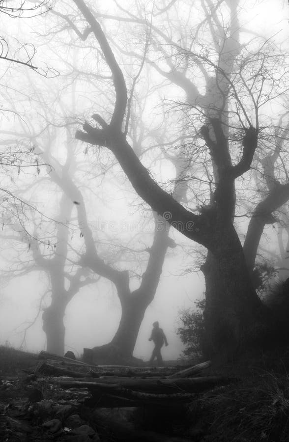Om într-o pădure misterioasă ceață royalty free stock photos