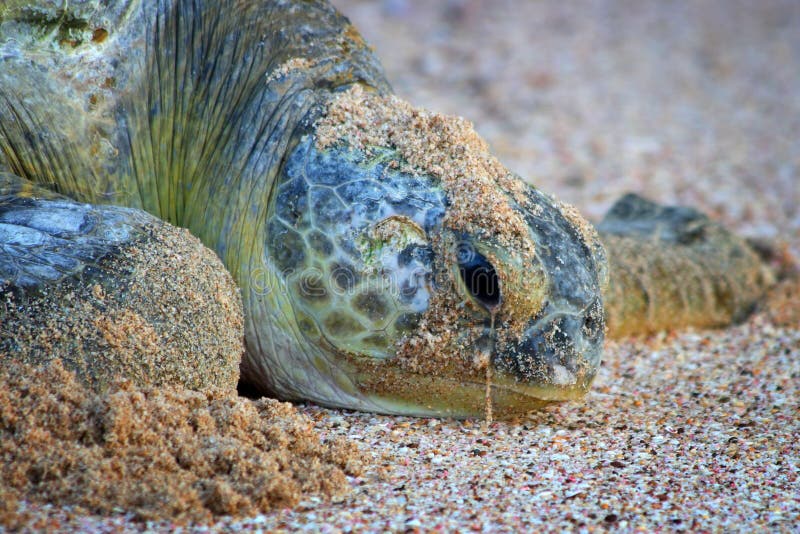 Verde tortuga él era te arrastras sobre el Océano en tortuga reservar en Omán después mintiendo muchos huevos sobre el arenoso Playa.