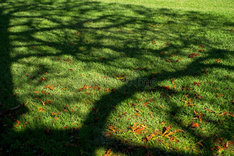 Ombra dell'albero su un prato fotografie stock libere da diritti Ombra dell'albero su un prato fotografie stock libere da diritti
