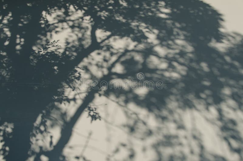 Ombre d'arbre photographie stock Ombre d'arbre photographie stock