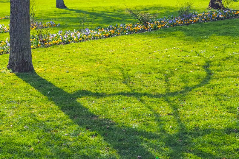 Ombre d'arbre sur l'herbe verte image stock Ombre d'arbre sur l'herbe verte image stock