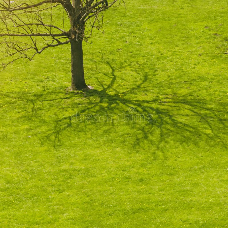 Ombre d'arbre à l'herbe image libre de droits Ombre d'arbre à l'herbe image libre de droits