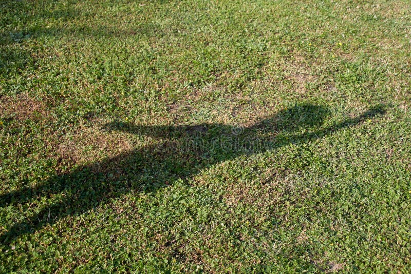 L ombre  sur l herbe  verte photo stock Image du t  
