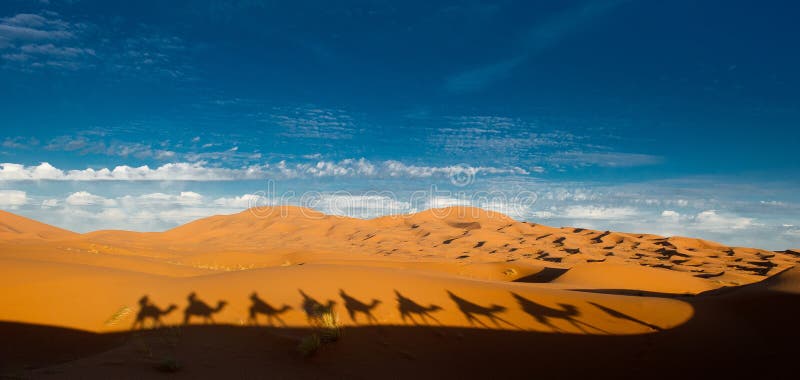 Ombre del cammello nel sahara fotografia stock Ombre del cammello nel sahara fotografia stock