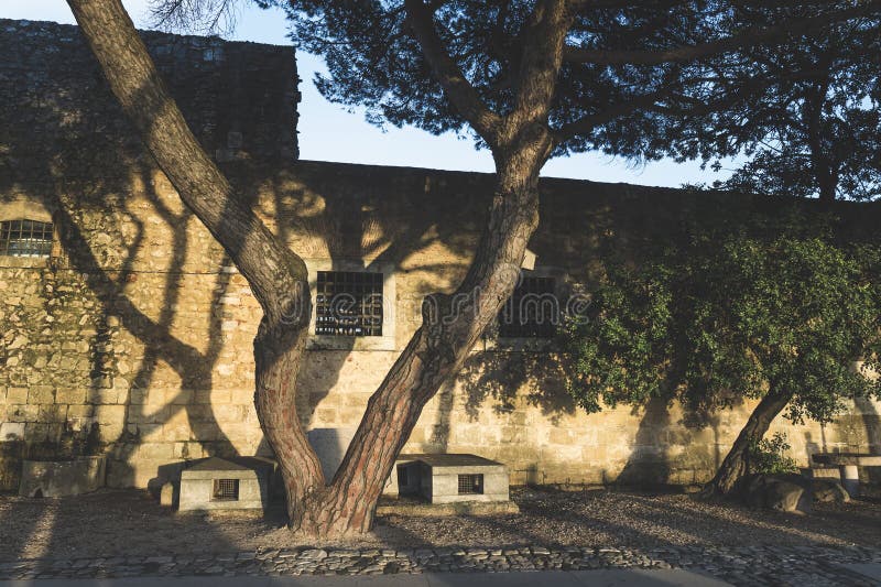 Ombre di alberi e di persone su un muro di mattoni di un vecchio muro di mattoni.