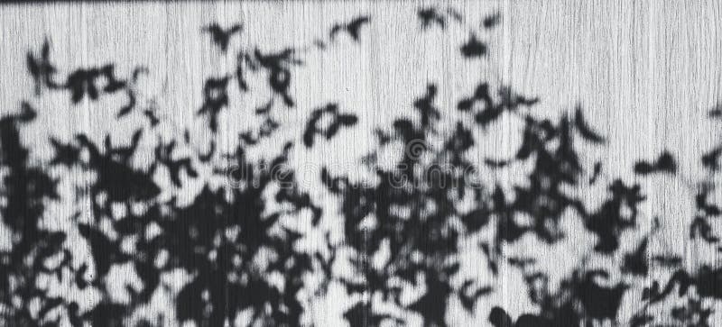 Ombre floue des feuilles sur parquet gris ou gris pour fond noir et blanc