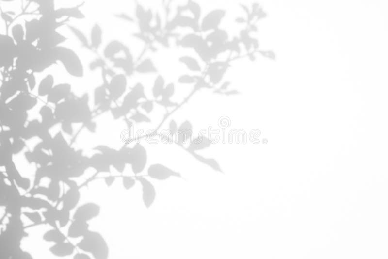 Ombre grise des feuilles et des fleurs des roses sauvages sur un mur blanc images libres de droits