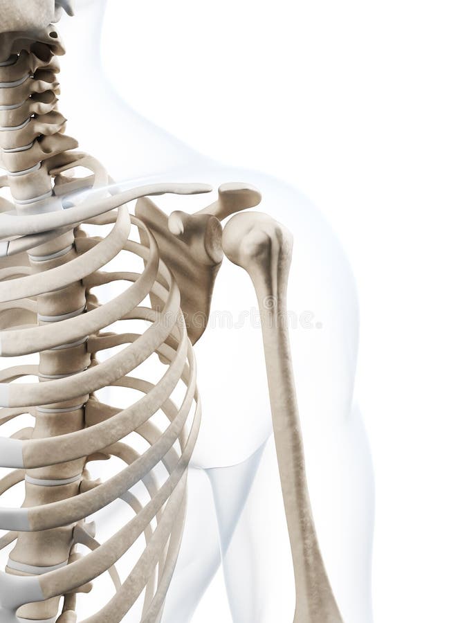 3d rendered illustration of the human skeleton. 3d rendered illustration of the human skeleton