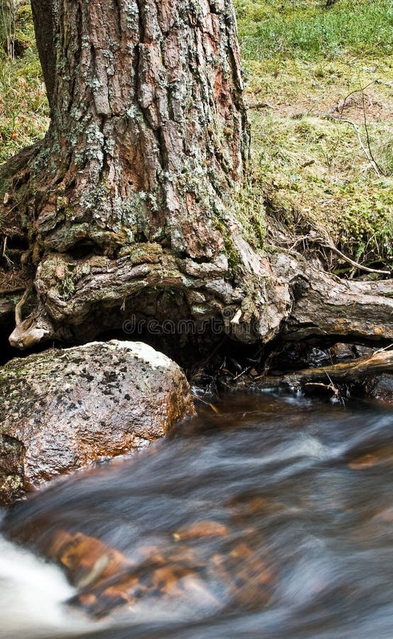 omedelbar treen royaltyfria bilder omedelbar treen royaltyfria bilder