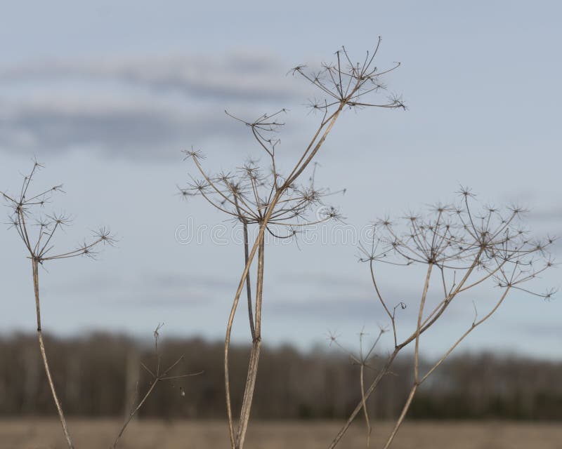 The old grass against the sky. The old grass against the sky.