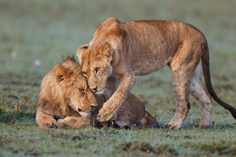 Omfamninglejon i masaien Mara arkivbild Omfamninglejon i masaien Mara arkivbild