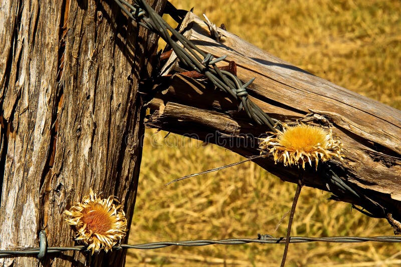 Omheining Post Barbed Wire en Droge Bloemen stock afbeeldingen Omheining Post Barbed Wire en Droge Bloemen stock afbeeldingen