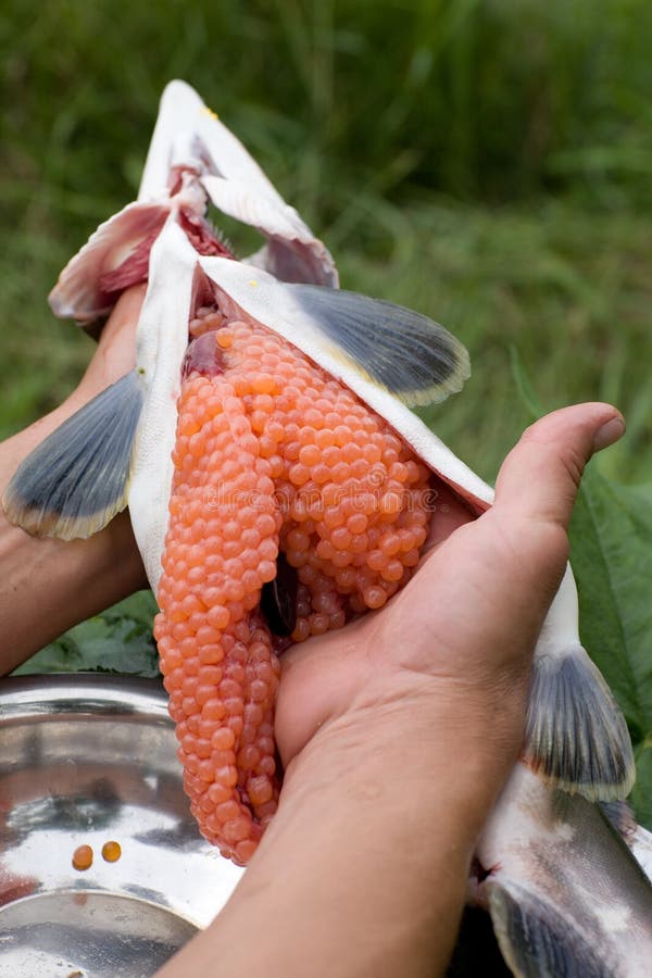 Omhoog het snijden van vers-gevangen zalm royalty-vrije stock foto Omhoog het snijden van vers-gevangen zalm royalty-vrije stock foto