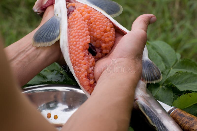 Omhoog het snijden van vers-gevangen zalm stock foto's Omhoog het snijden van vers-gevangen zalm stock foto's