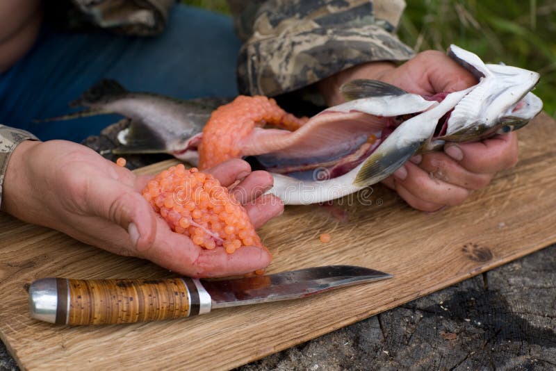 Omhoog het snijden van vers-gevangen zalm royalty-vrije stock foto Omhoog het snijden van vers-gevangen zalm royalty-vrije stock foto