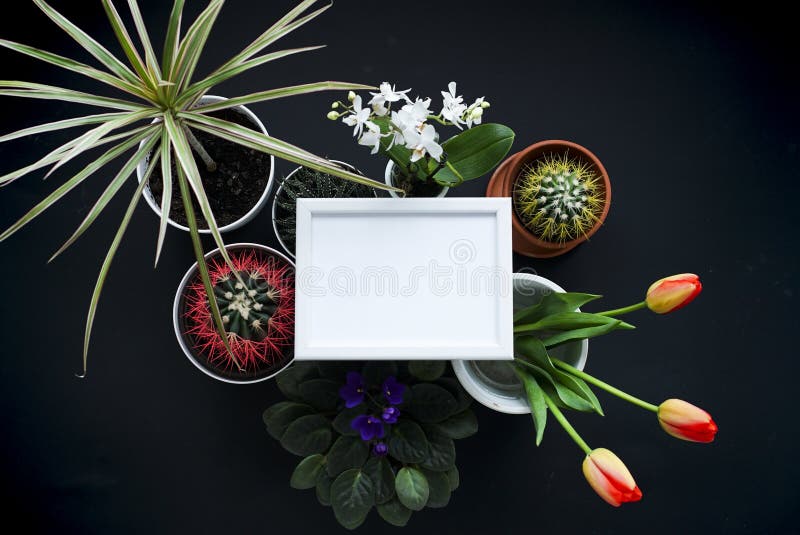 Omlijstingmodel Cactus, succulente installaties, tulpen, en decoratieve rotsen Mening van hierboven stock foto Omlijstingmodel Cactus, succulente installaties, tulpen, en decoratieve rotsen Mening van hierboven stock foto