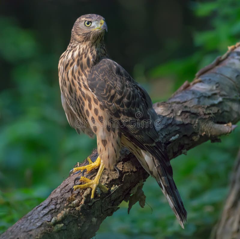 Omogen nordlig goshawk som sätta sig på den stora stammen i dyster skog arkivfoton Omogen nordlig goshawk som sätta sig på den stora stammen i dyster skog arkivfoton