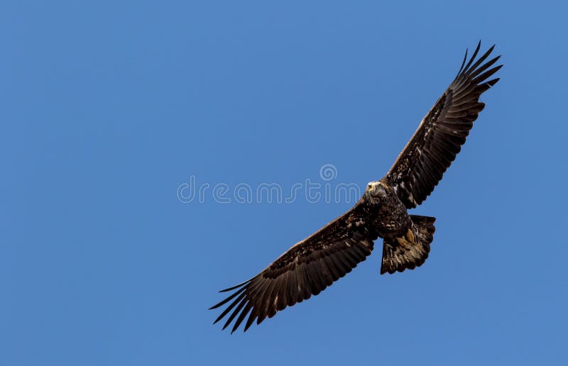 Omogna amerikanska skalliga Eagle skjuta i höjden mot en livlig blå himmel royaltyfria foton Omogna amerikanska skalliga Eagle skjuta i höjden mot en livlig blå himmel royaltyfria foton