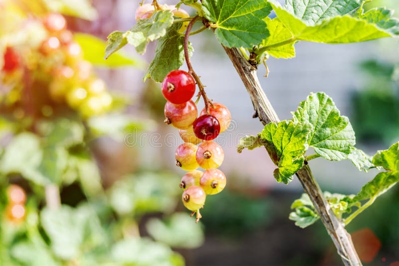 Omogna gröna vinbärbär på filialen Filial av den r?da vinb?ret med gr?na sidor Ett skott av unga bär av den röda vinbäret fotografering för bildbyråer Omogna gröna vinbärbär på filialen Filial av den r?da vinb?ret med gr?na sidor Ett skott av unga bär av den röda vinbäret fotografering för bildbyråer