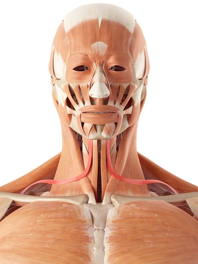 The omohyoid stock illustration. Illustration of medical 58450692