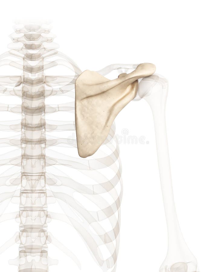 3d rendered illustration of the shoulder blade. 3d rendered illustration of the shoulder blade