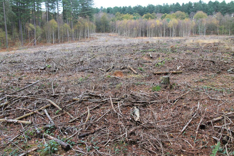 Område av skogsavverkning