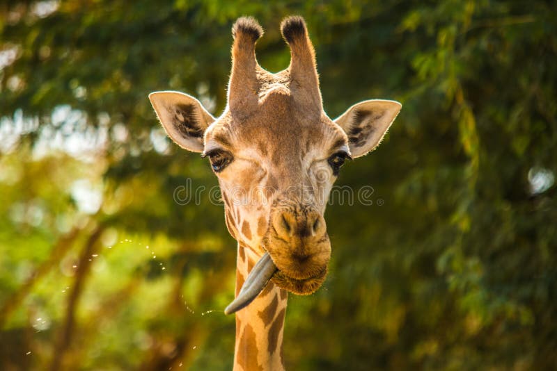 A giraffe with a large tongue drools every where. A giraffe with a large tongue drools every where.