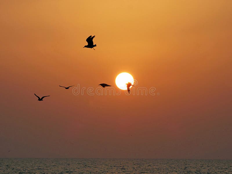 Omã, Salalah, ideia do por do sol com pássaros em voo foto de stock Omã, Salalah, ideia do por do sol com pássaros em voo foto de stock