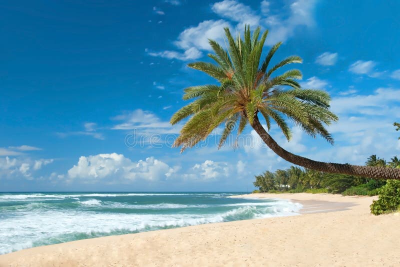 Onaangeroerd zandig strand met palmenbomen en azuurblauwe oceaan