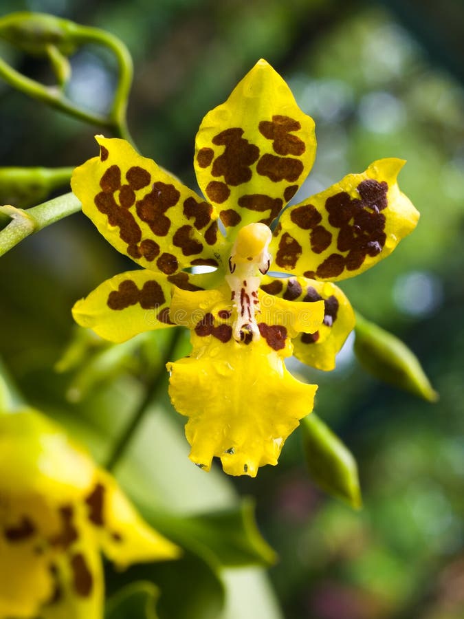 Oncidium Orchid stock image. Image of spots, dark, pink - 4670045