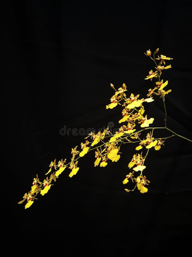 Oncidium orchid, yellow flower, commonly known as dancing lady orchid and golden shower orchid stock photos Oncidium orchid, yellow flower, commonly known as dancing lady orchid and golden shower orchid stock photos