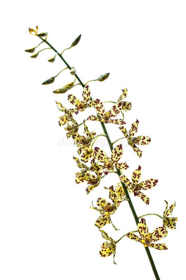126 Oncidium Yellow Brown Orchid Flower Stock Photos Free & Royalty