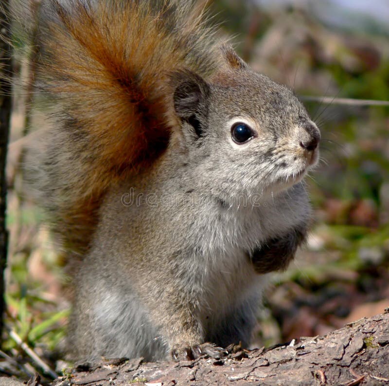 Angry squirrel looking at you sidelong. Angry squirrel looking at you sidelong.