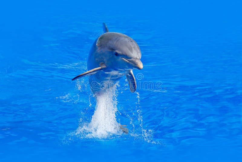 Onda di oceano con l'animale Delfino di Bottlenosed, tursiops truncatus, nell'acqua blu Scena di azione della fauna selvatica dal immagini stock libere da diritti