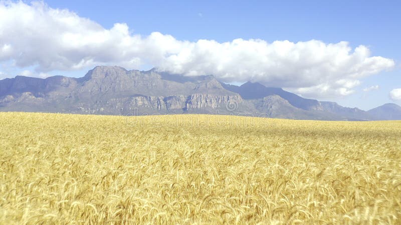 Onde o milho de qualidade provém de imagens de drones de 4 k de campos de milho secos.