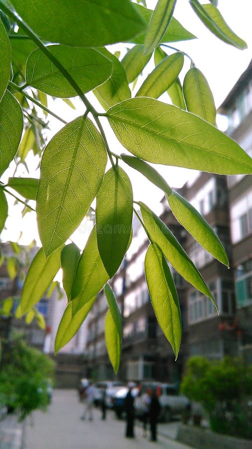 Onder de banyan boom stock afbeelding