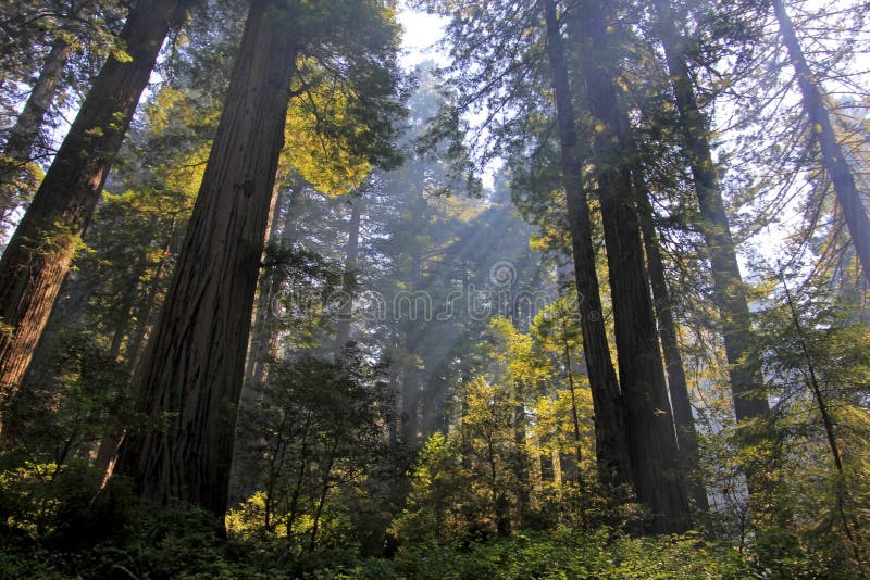 Onder de Californische sequoiabomen in het Park van Californische sequoianatianol, Californië, de V.S., achter lichte fotografie stock foto's Onder de Californische sequoiabomen in het Park van Californische sequoianatianol, Californië, de V.S., achter lichte fotografie stock foto's
