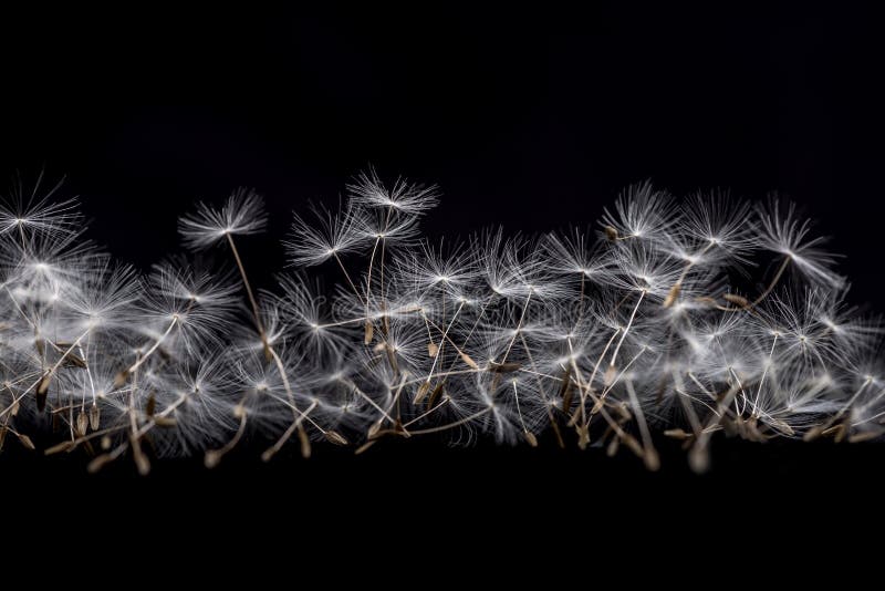 Many dandelion seeds on a black background. Many dandelion seeds on a black background.