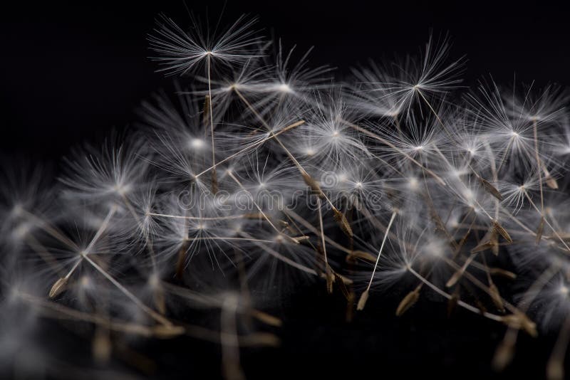 Many dandelion seeds on a black background. Many dandelion seeds on a black background.