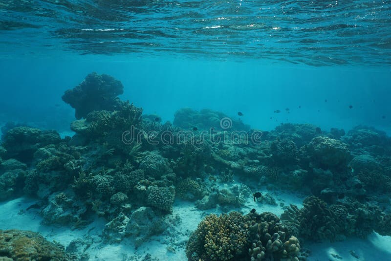Onderwater oceaankoraalrif ondiepe oceaanbodem