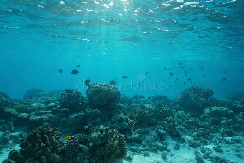 Onderwater overzeese ondiepe koraalrif natuurlijke scène