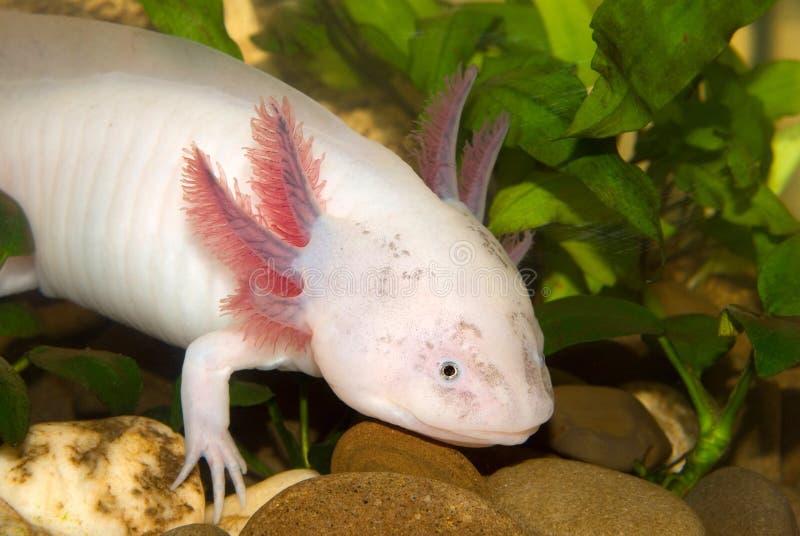 Onderwateraxolotl-portret dichte omhooggaand in een aquarium Mexicaanse het Lopen Vissen Ambystomamexicanum royalty-vrije stock foto's Onderwateraxolotl-portret dichte omhooggaand in een aquarium Mexicaanse het Lopen Vissen Ambystomamexicanum royalty-vrije stock foto's