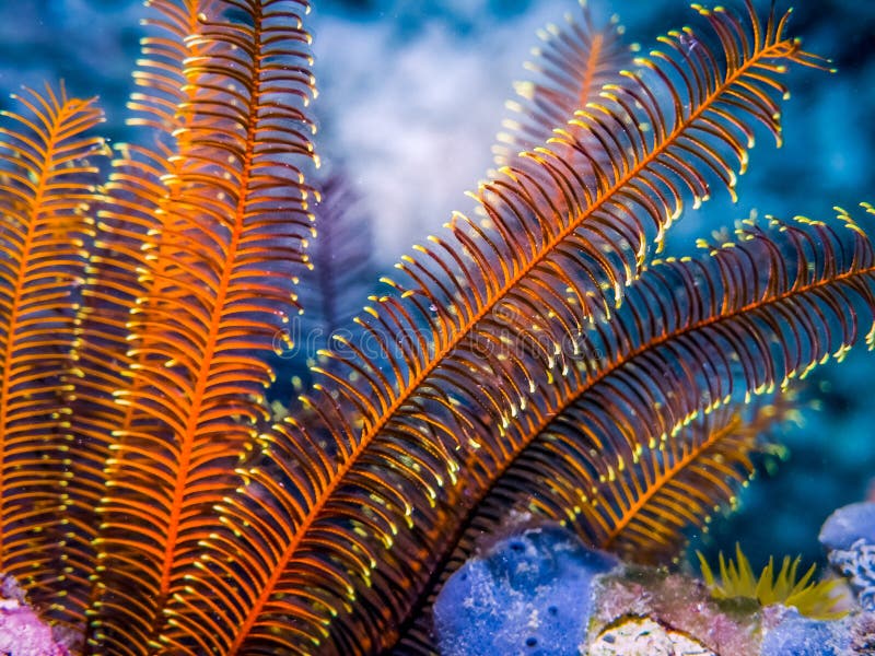 Onderwatercrinoid - Veerster op rotsen Het leven van Marin van koraalrif stock afbeeldingen Onderwatercrinoid - Veerster op rotsen Het leven van Marin van koraalrif stock afbeeldingen