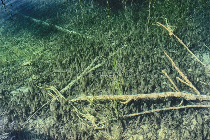 Onderwaterfoto van Duidelijk water in Plitvice-meren Er zijn bomen en gras stock foto Onderwaterfoto van Duidelijk water in Plitvice-meren Er zijn bomen en gras stock foto