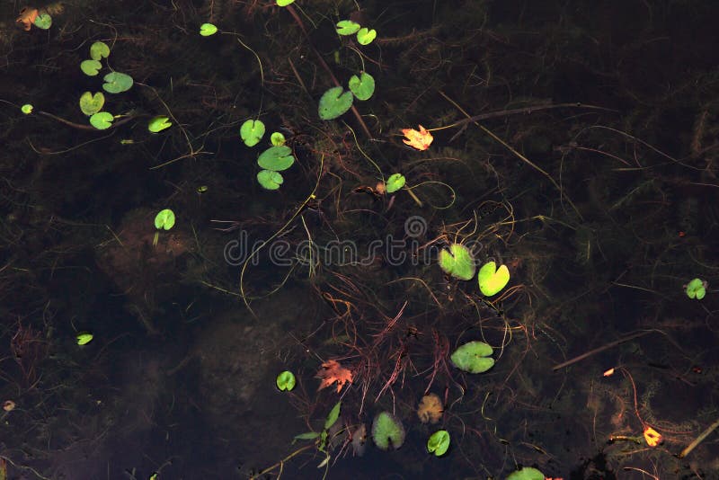 Onderwaterinstallaties en glanzende drijvende lotusbloembladeren stock fotografie Onderwaterinstallaties en glanzende drijvende lotusbloembladeren stock fotografie