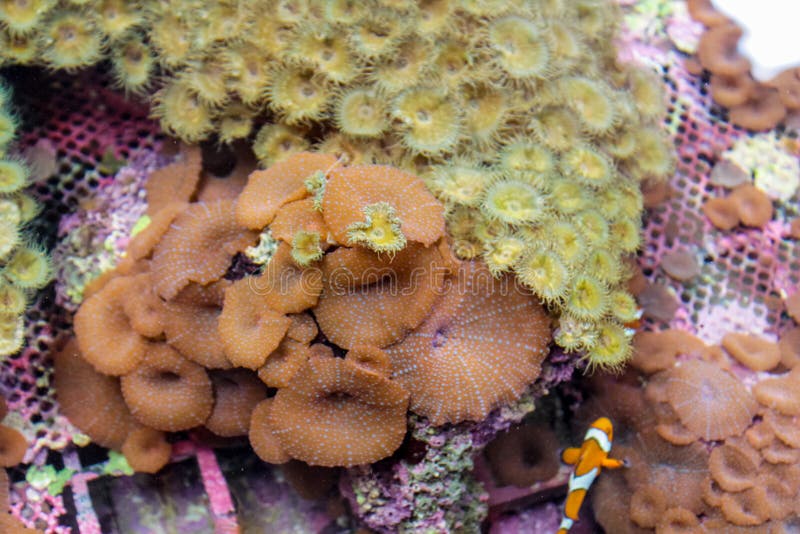 Onderwateroverzees en oceaan het wildkoraalrif en vissen stock afbeelding Onderwateroverzees en oceaan het wildkoraalrif en vissen stock afbeelding