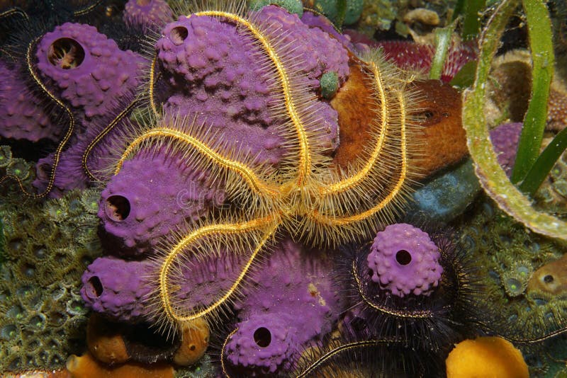 Onderwaterschepsel een brosse ster over spons